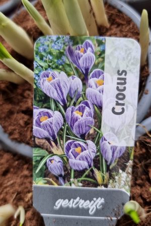 krokus crocus violett blau gestreift frühlingsblüher im Mrs greenery shop bestellen kaufen frühlingsdeko