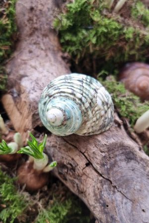 Schnecke Schneckenhaus türkis Naturdeko im Mrs Greenery Shop