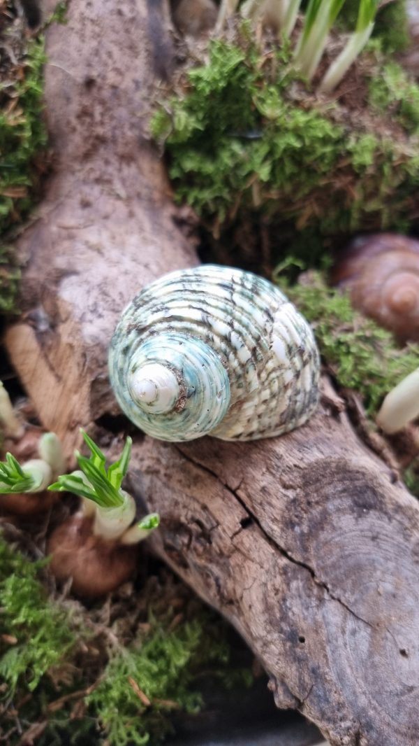 Schnecke Schneckenhaus türkis Naturdeko im Mrs Greenery Shop