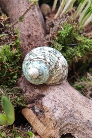 Schnecke Schneckenhaus türkis Naturdeko im Mrs Greenery Shop