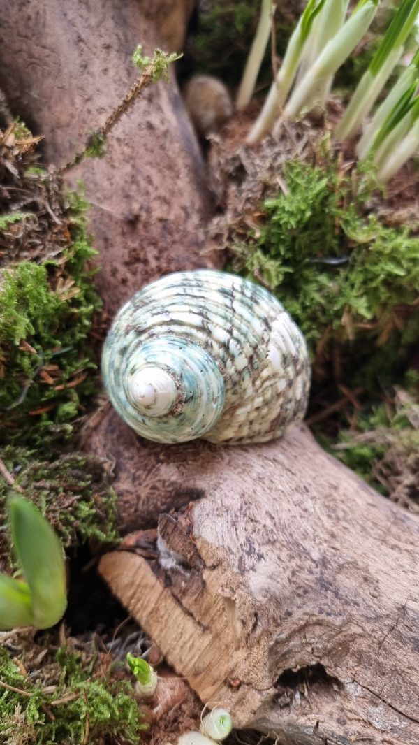 Schnecke Schneckenhaus türkis Naturdeko im Mrs Greenery Shop