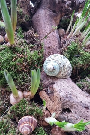 Schnecke Schneckenhaus türkis Naturdeko im Mrs Greenery Shop bestellen kaufen