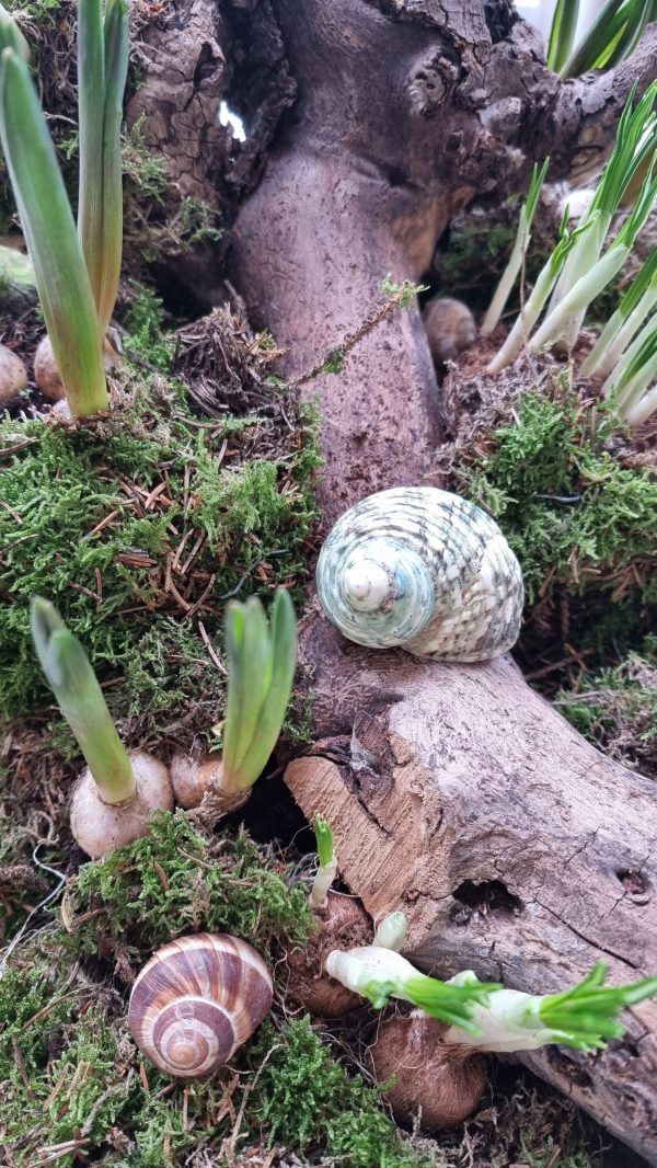 Schnecke Schneckenhaus türkis Naturdeko im Mrs Greenery Shop bestellen kaufen