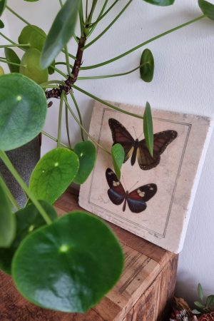 Bild Wandbild Schmetterlinge Platte zum Aufhängen natüröich dekorieren Mrs Greenery Shop bestellen kaufen