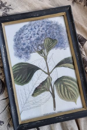 Botanische Drucke Blumenbild Holz Glas Bild Motiv Blumen im Mrs Greenery Shop kaufen bestellen Naturdeko Deko natürlich dekorieren
