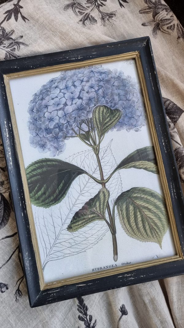 Botanische Drucke Blumenbild Holz Glas Bild Motiv Blumen im Mrs Greenery Shop kaufen bestellen Naturdeko Deko natürlich dekorieren