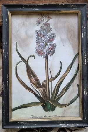 Botanische Drucke Blumenbild Holz Glas Bild Motiv Blumen im Mrs Greenery Shop kaufen bestellen Naturdeko Deko natürlich dekorieren