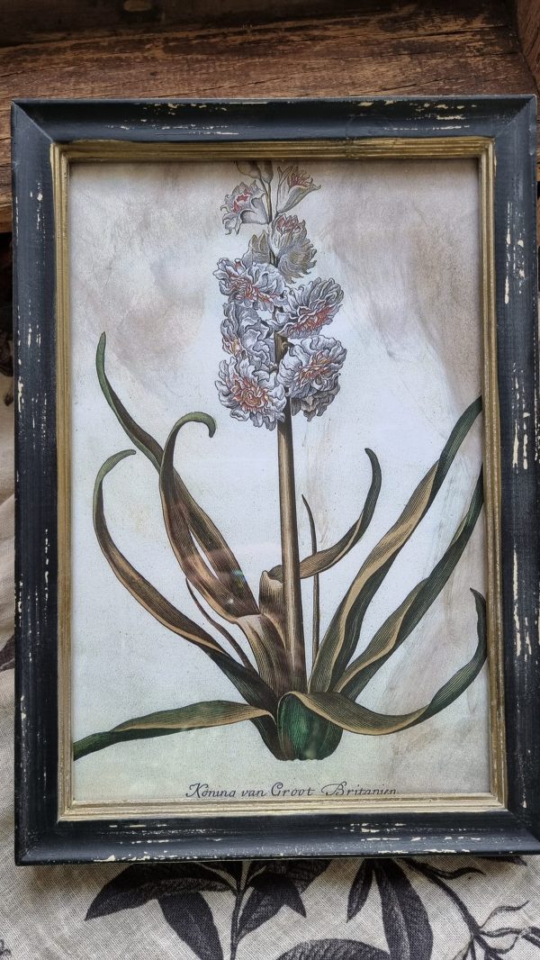 Botanische Drucke Blumenbild Holz Glas Bild Motiv Blumen im Mrs Greenery Shop kaufen bestellen Naturdeko Deko natürlich dekorieren