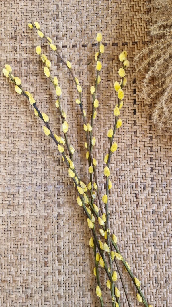 Weidekätzchen frisch gelb gefärbt Bund Ostern Frühling kreativsein kreativ im Mrs Greenery Shop bestellen kaufen