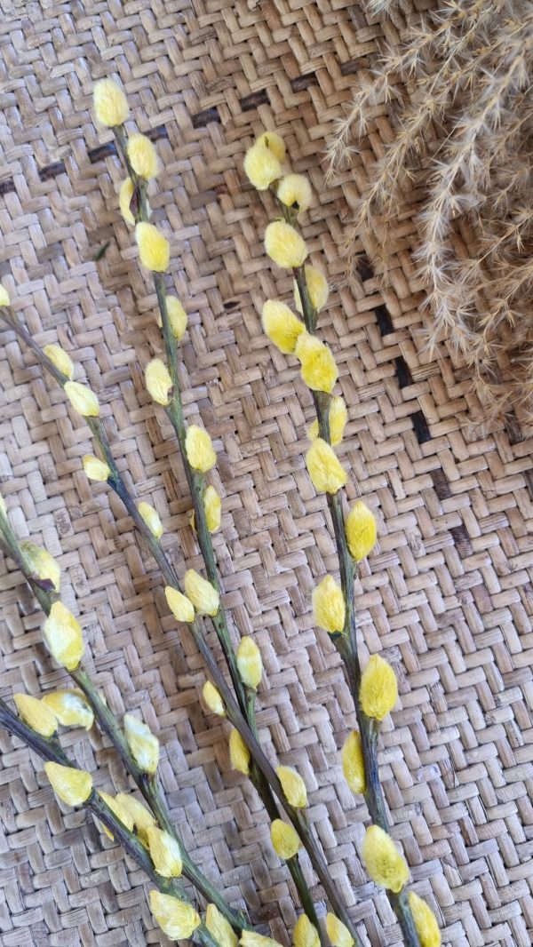 Weidekätzchen frisch gelb gefärbt Bund Ostern Frühling kreativsein kreativ im Mrs Greenery Shop bestellen kaufen