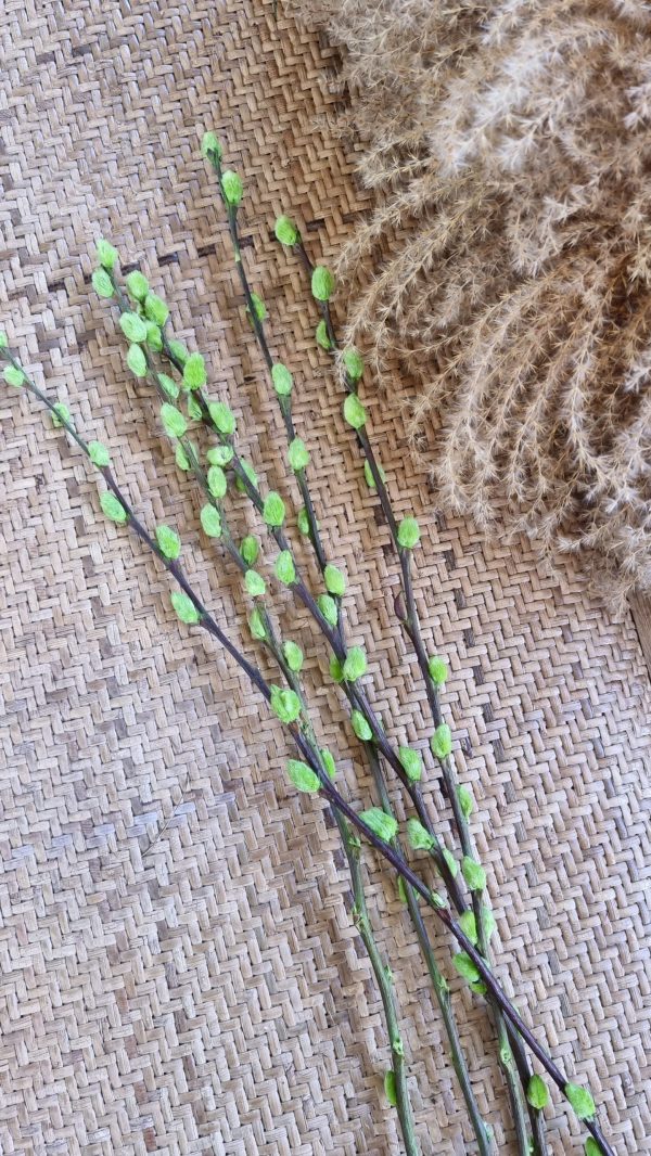 Weidekätzchen frisch grün gefärbt Bund Ostern Frühling kreativsein kreativ im Mrs Greenery Shop bestellen kaufen