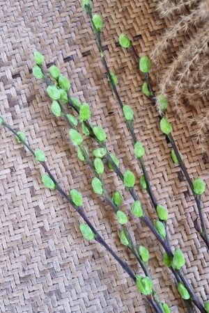 Weidekätzchen frisch grün gefärbt Bund Ostern Frühling kreativsein kreativ im Mrs Greenery Shop bestellen kaufen