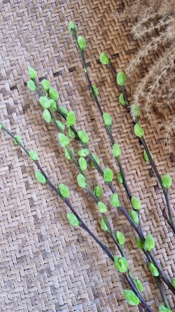 Weidekätzchen frisch grün gefärbt Bund Ostern Frühling kreativsein kreativ im Mrs Greenery Shop bestellen kaufen