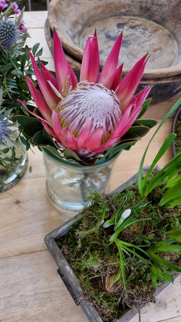 Protea die Trendblume. Proteen trocknen toll ein und können immer wieder dekoriert werden.