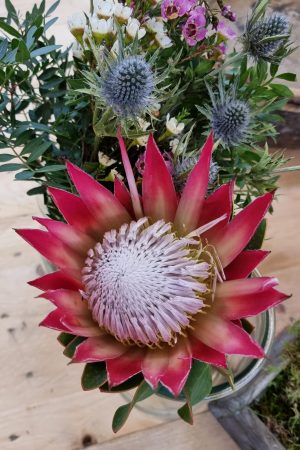 Protea die Trendblume. Proteen trocknen toll ein und können immer wieder dekoriert werden.