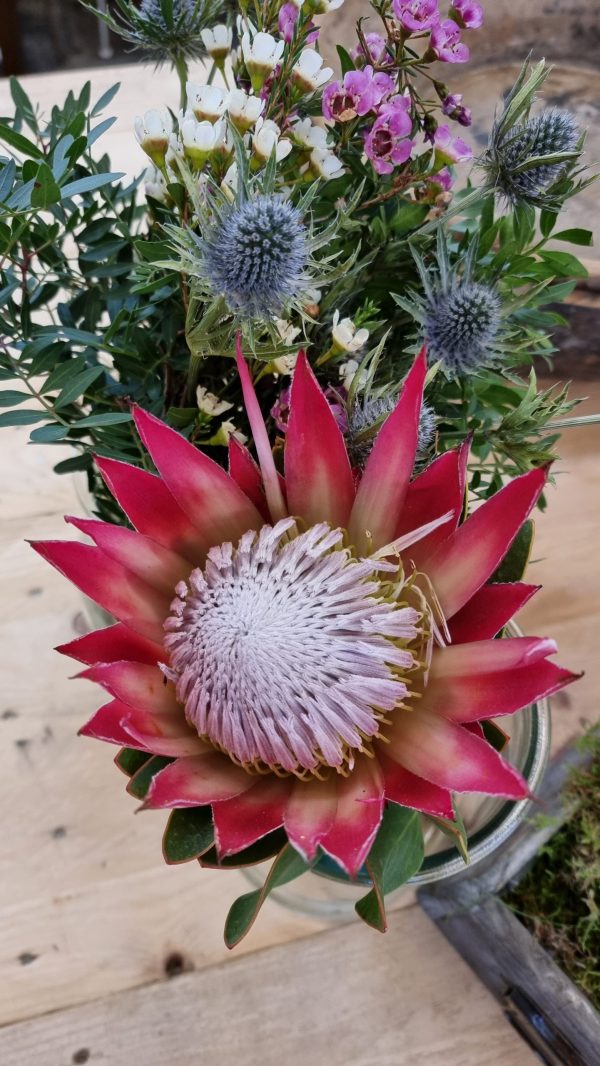 Protea die Trendblume. Proteen trocknen toll ein und können immer wieder dekoriert werden.