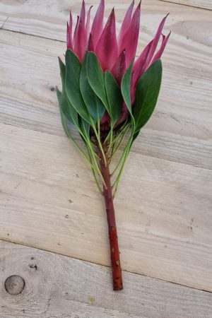 Protea die Trendblume. Proteen trocknen toll ein und können immer wieder dekoriert werden.
