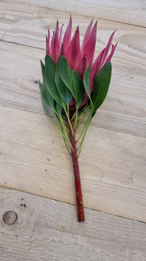 Protea die Trendblume. Proteen trocknen toll ein und können immer wieder dekoriert werden.