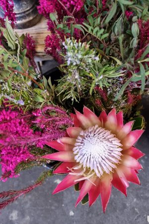 Protea die Trendblume. Proteen trocknen toll ein und können immer wieder dekoriert werden.