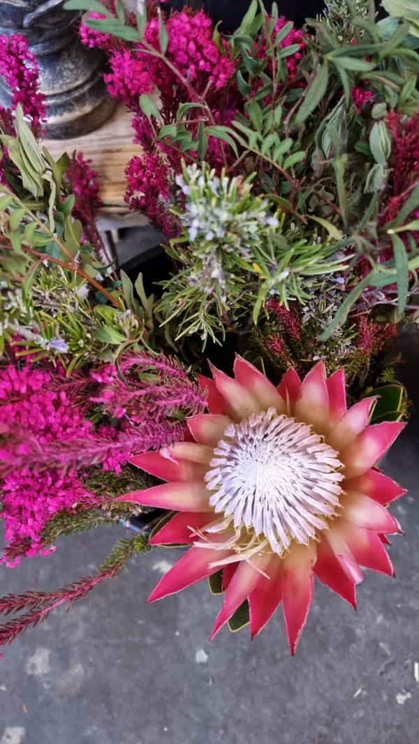 Protea die Trendblume. Proteen trocknen toll ein und können immer wieder dekoriert werden.