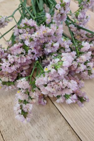 Strandflieder gefüllt Flieder frisch getrochnet im Mrs Greenery Shop bestellen kaufen