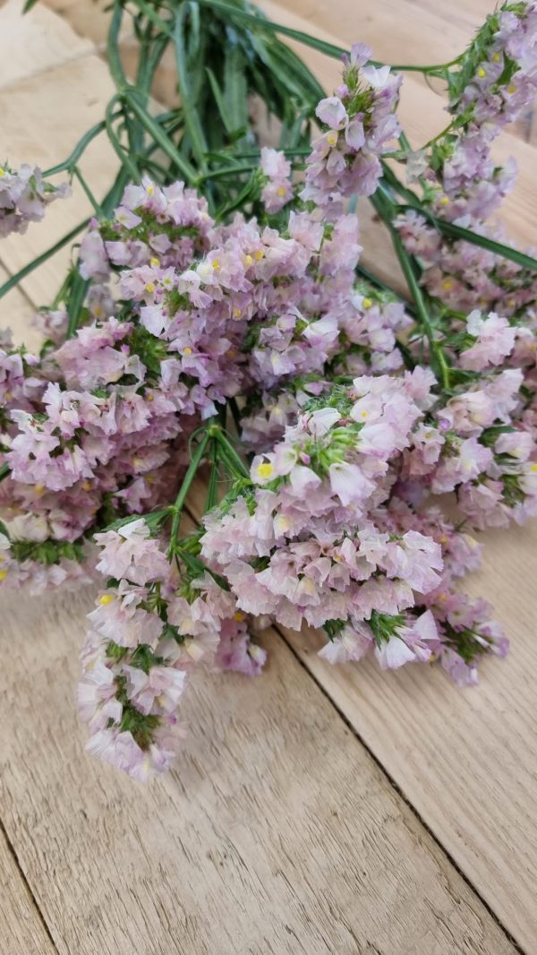 Strandflieder gefüllt Flieder frisch getrochnet im Mrs Greenery Shop bestellen kaufen