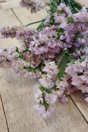 Strandflieder gefüllt Flieder frisch getrochnet im Mrs Greenery Shop bestellen kaufen
