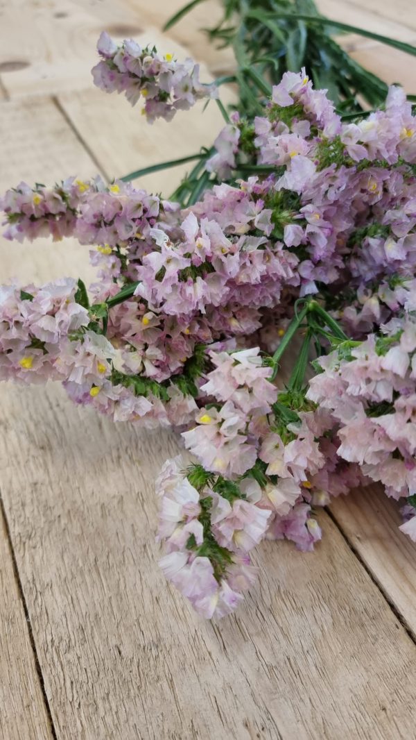 Strandflieder gefüllt Flieder frisch getrochnet im Mrs Greenery Shop bestellen kaufen