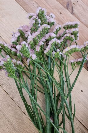 Strandflieder gefüllt Flieder frisch getrochnet im Mrs Greenery Shop bestellen kaufen