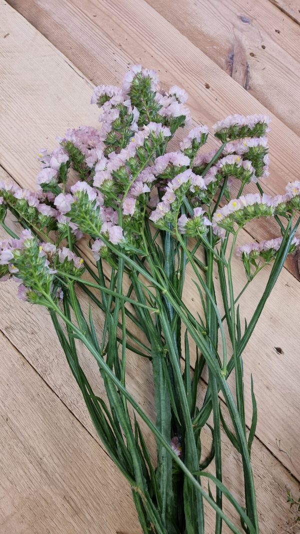 Strandflieder gefüllt Flieder frisch getrochnet im Mrs Greenery Shop bestellen kaufen