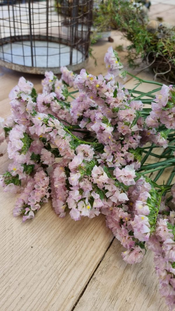 Strandflieder gefüllt Flieder frisch getrochnet im Mrs Greenery Shop bestellen kaufen