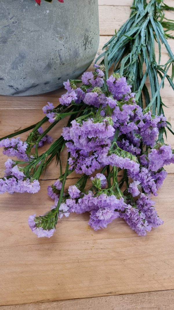 Strandflieder gefüllt Flieder frisch lavendel getrochnet im Mrs Greenery Shop bestellen kaufen