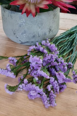 Strandflieder gefüllt Flieder frisch lavendel getrochnet im Mrs Greenery Shop bestellen kaufen