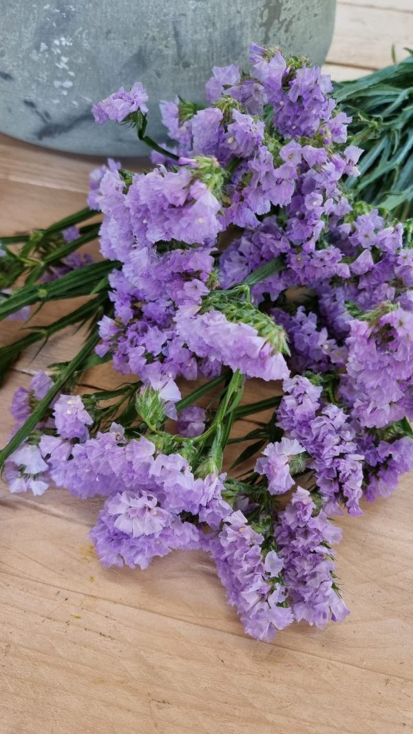 Strandflieder gefüllt Flieder frisch lavendel getrochnet im Mrs Greenery Shop bestellen kaufen