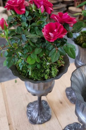 Metallpokal Pokal Pflanztopf eko Tischdeko Dekoidee im Mrs Greenery Shop bestellen kaufen