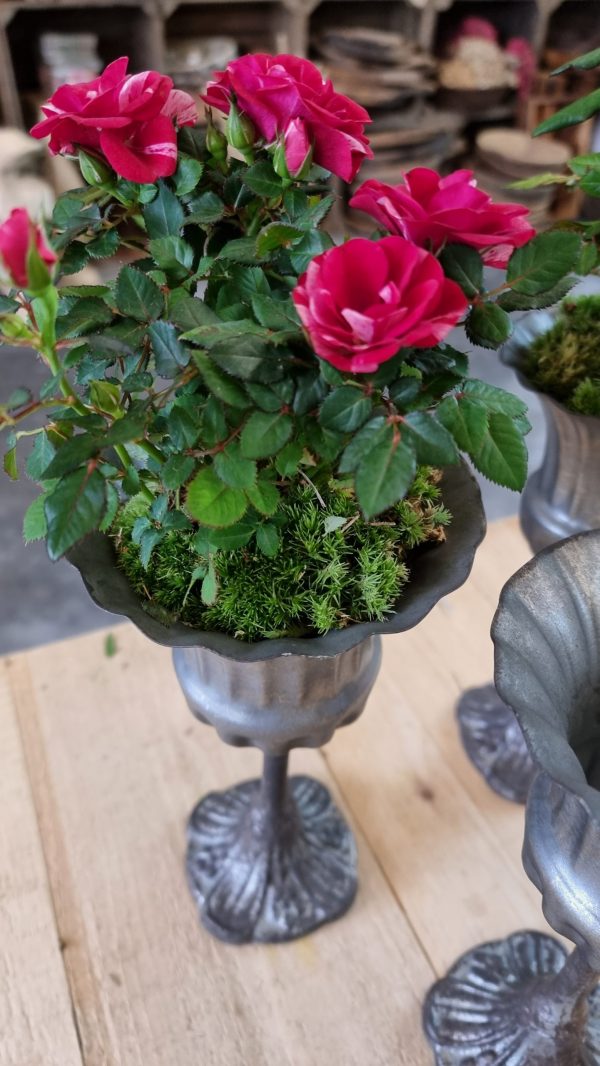 Metallpokal Pokal Pflanztopf eko Tischdeko Dekoidee im Mrs Greenery Shop bestellen kaufen