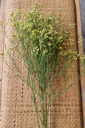 Strandflieder gelb risch getrochnet im Mrs Greenery Shop bestellen kaufen