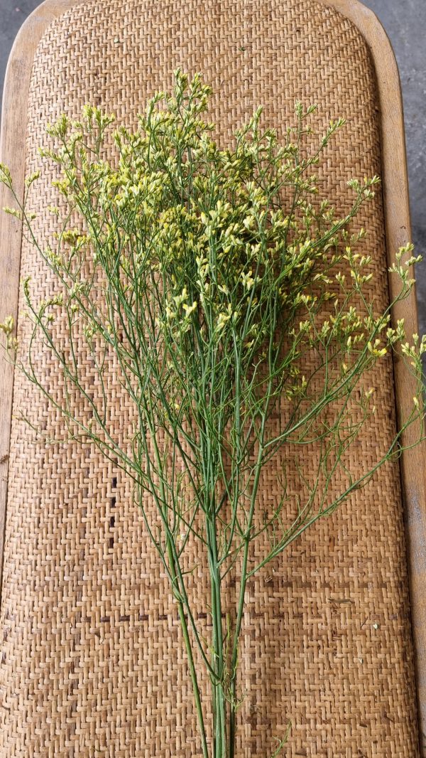 Strandflieder gelb risch getrochnet im Mrs Greenery Shop bestellen kaufen
