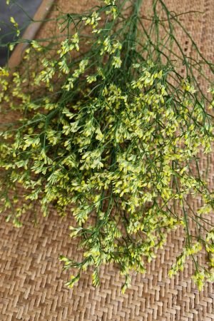 Strandflieder gelb risch getrochnet im Mrs Greenery Shop bestellen kaufen