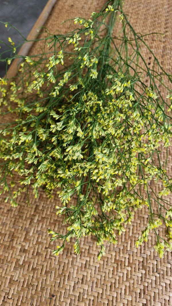 Strandflieder gelb risch getrochnet im Mrs Greenery Shop bestellen kaufen