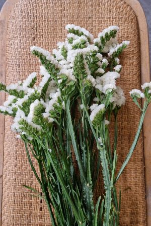 Strandflieder gefüllt weiß frisch getrochnet im Mrs Greenery Shop bestellen kaufen