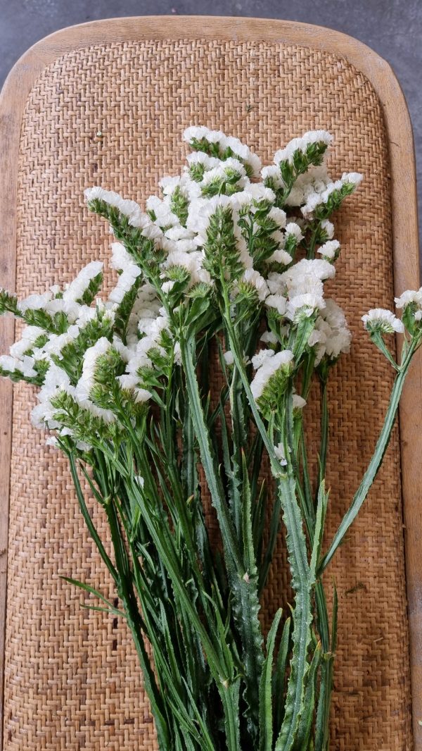 Strandflieder gefüllt weiß frisch getrochnet im Mrs Greenery Shop bestellen kaufen