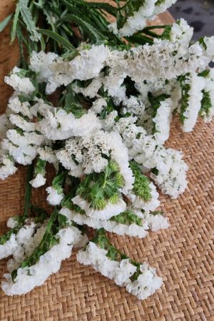 Strandflieder gefüllt weiß frisch getrochnet im Mrs Greenery Shop bestellen kaufen