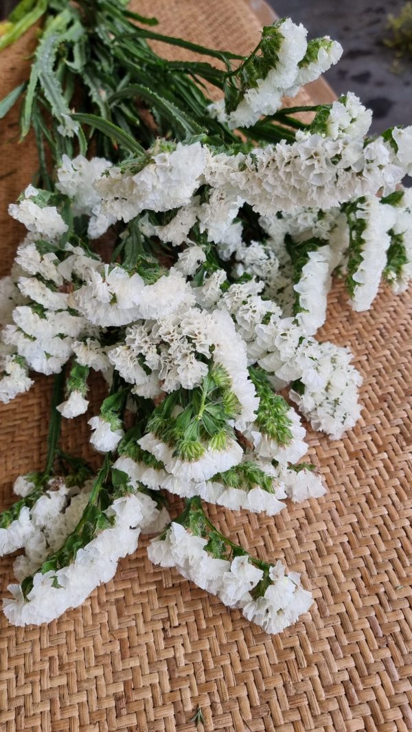 Strandflieder gefüllt weiß frisch getrochnet im Mrs Greenery Shop bestellen kaufen