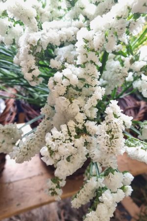 Strandflieder gefüllt weiß frisch getrochnet im Mrs Greenery Shop bestellen kaufen
