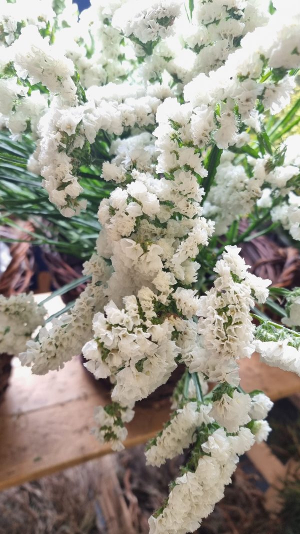 Strandflieder gefüllt weiß frisch getrochnet im Mrs Greenery Shop bestellen kaufen