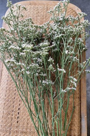 strandflieder wweiß frisch getrocknet im Mrs Greenery Shop bestellen kaufen