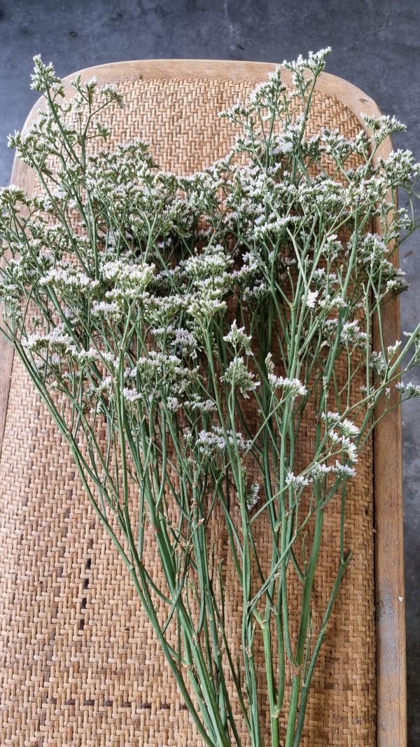 strandflieder wweiß frisch getrocknet im Mrs Greenery Shop bestellen kaufen