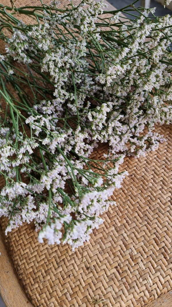 strandflieder wweiß frisch getrocknet im Mrs Greenery Shop bestellen kaufen