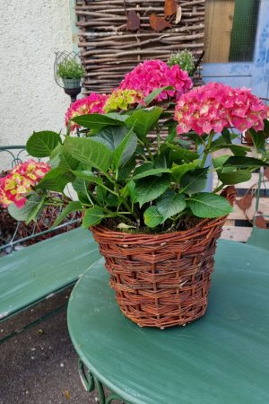 korb übertopf weide rattan dekotopf im mrs greenery shop bestellen kaufen
